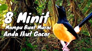 8 Minit Mampu Buat Murai Anda Ikut Gacor - Murai Batu Borneo