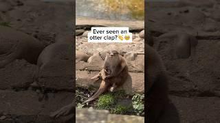 Otter Applause! See This Playful Creature Seal the Deal #viral #shorts