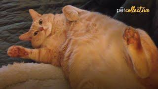 The Most Lovable FAT CATS 