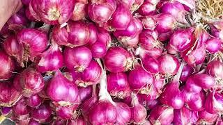 Fresh Red Onion from Indonesia