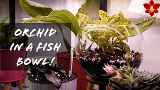 Jewel Orchid in glass bowl - Better wedding favor than a Betta Fish in a bowl! 