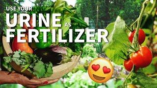 Using Your Own Urine as Fertilizer