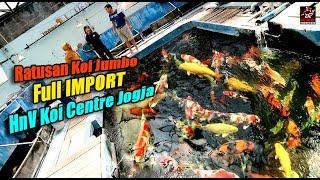 Spesialis Koi Import - Ratusan Koi Jumbo Import di HnV Koi Centre Jogja