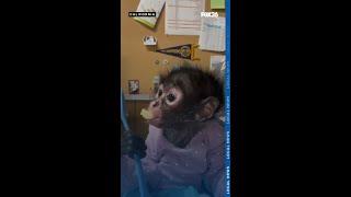 Illegal spider monkey taken to Oakland Zoo after DUI arrest in Madera Co