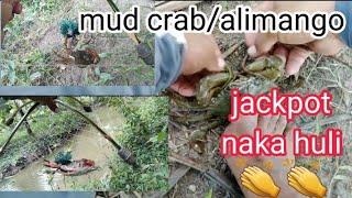 crab trap/ catching mud crab using bentol