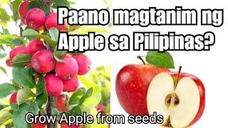 How to germinate Apple seeds in Philippines|Grow Apple in tropical weather|Nenz Journal