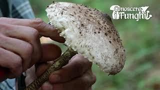 Conoscere i Funghi: Macrolepiota procera [ COMMESTIBILE ]