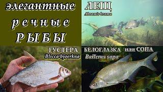 ГУСТЕРА, БЕЛОГЛАЗКА и ЛЕЩ (Элегантные речные рыбы)