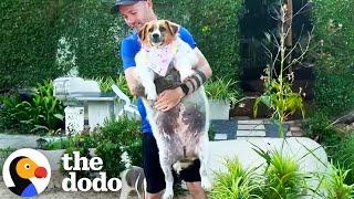 Stray Dog Was So Overweight She Couldn't Walk | The Dodo