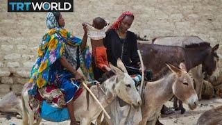 Nigeria Donkey Demand: Nigeria bans export of donkeys to China