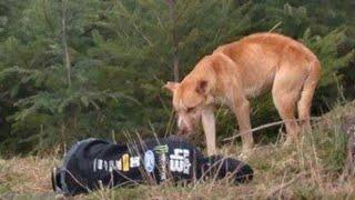 Девушка легла на землю и прикинулась напуганной, тогда бездомный пёс подошёл и решил согреть её