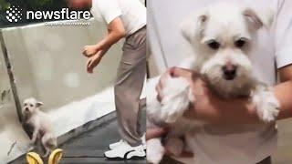 Driver Rescues Stranded Dog From Overpass || Newsflare