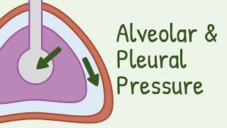 Alveolar Pressure and Pleural Pressure