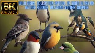 Wild Birds  Collection Special 8K VIDEO ULTRA HD  Nature Sounds  Relaxing Nature  Sounds