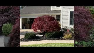 Crimson Queen Japanese Maple