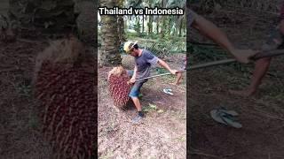 Skill angkat buah sawit orang Indonesia memang beda