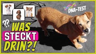 Hunde DNA-Rassebestimmung | So machst du einen Rasse-Test