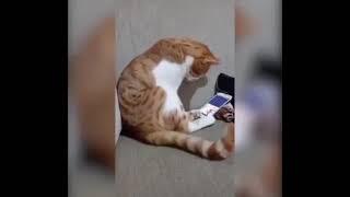 kucing menangis saat melihat video pemiliknya yang sudah meninggal #shorts