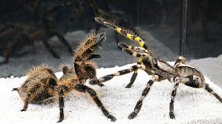 EPIC BATTLE  BIG SPIDER vs TARANTULA