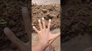 விவசாயம் செய்வது எப்படி#trending#agriculture#farmer#viral#