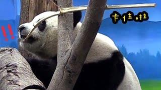 圓寶要吃的竹竿卡住了，圓寶用力拔|熊貓貓熊The Giant Panda Yuan Yuan and Yuan Bao|台北市立動物園