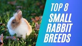 Top 8 Small Rabbit Breeds