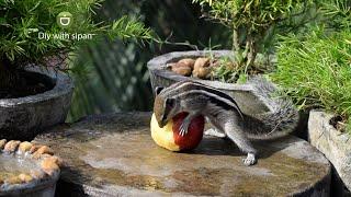 Cute  Squirrel Eating  An Apple #shorts