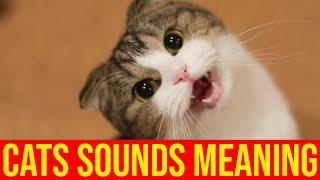 7 Sounds Cats Make And What They Mean/All Cats