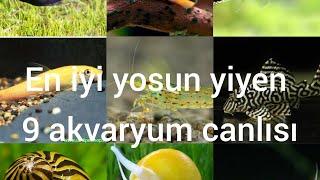 akvaryumlar için en iyi yosun yiyen canlılar