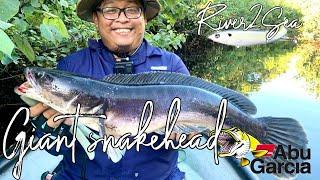 Giant Snakehead - Strike toman guna river2sea whopper plopper | Abu Garcia Zata on action #8