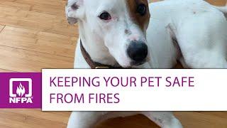 Fire Safety for Dogs, Cats, and Other Pets