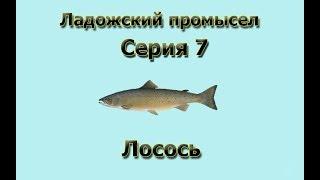 Русская Рыбалка 3.99 (Russian Fishing) Ладожский промысел 7 - Лосось