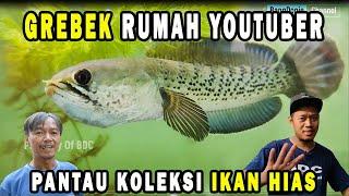 GREBEK RUMAH YOUTUBER FENOMENAL. IKAN CHANNANYA AJIB BGT... #MUNIRS 71