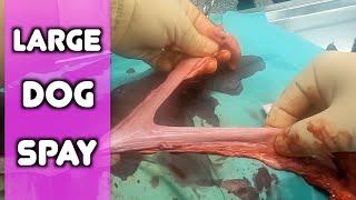 How to Spay a Large Dog | Large Canine Ovariohysterectomy