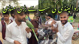 Birds Market  Khana pul Rawalpindi Islamabad Raw parrots hens All types birds Collections 2023