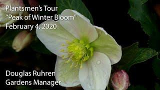 "Peak of Winter Bloom"