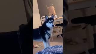 TikTok makes me want a lot of things-never a husky!  #fyp #foryou #dog #dogs #dogsoftiktok