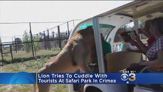 Lion Tries To Cuddle With Tourist At Safari Park In Crimea