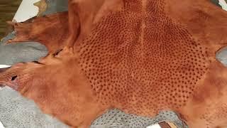 South African Ostrich Leather - Luxury Grade - Measurements