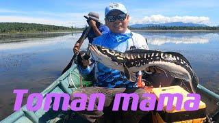 Casting Ikan toman mama tasik bukit merah/subcrise like comment tq guys