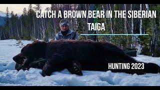 Brown bear hunting in Siberia. Spring 2023.