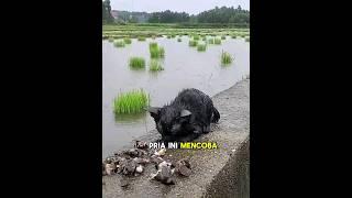 Anak kucing menangis menggigil kehujanan ditengah sawah️