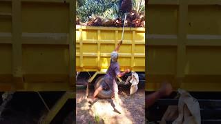 Bocil angkat buah sawit ke truk #viralvideo #shorts