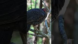 Bird photography in poor lighting conditions. Australian Brush Turkey #wildlifephotography  #nature