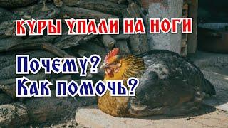 Если куры упали на ноги: в чем причина и как помочь?