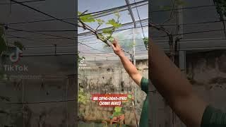 Foundation Pruning pada Anggur