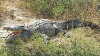 NILE CROCODILE IN MUBAKU VILLAGE