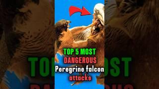 Top 5 MOST Dangerous Peregrine falcon attacks Caught on camera