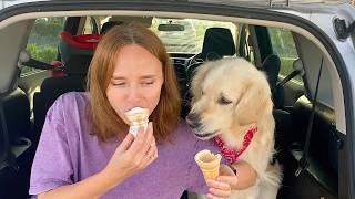 Ice Cream Competition: Golden Retriever Dog vs. Owner