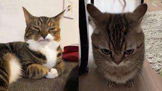 Try Not To Laugh  New Funny Cats Video  - MeowFunny Par 42